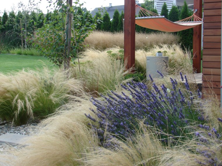 Овсяница сизая в ландшафтном