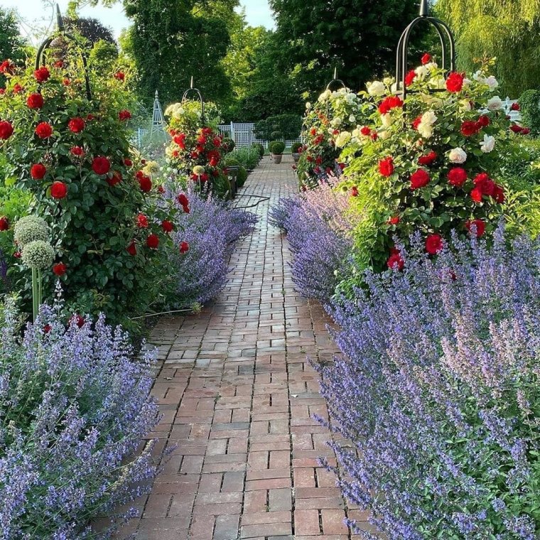 Перовския лебедолистная в ландшафтном дизайне