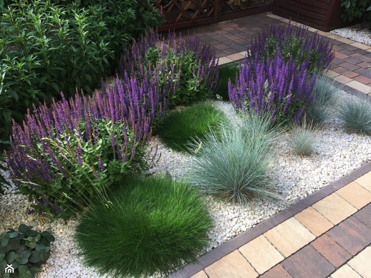 Миксбордер Лаванда овсяница