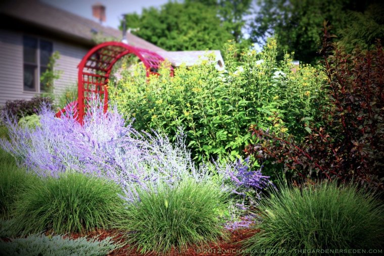 Мискантус и перовския