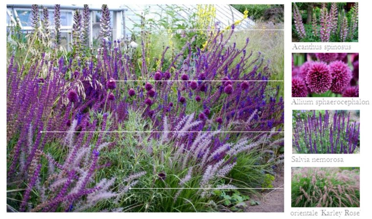 Perovskia atriplicifolia