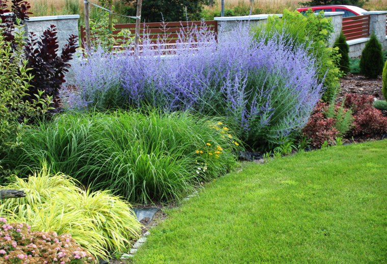 Перовския atriplicifolia