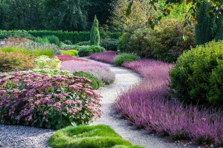 Лаванда узколистная в миксбордере