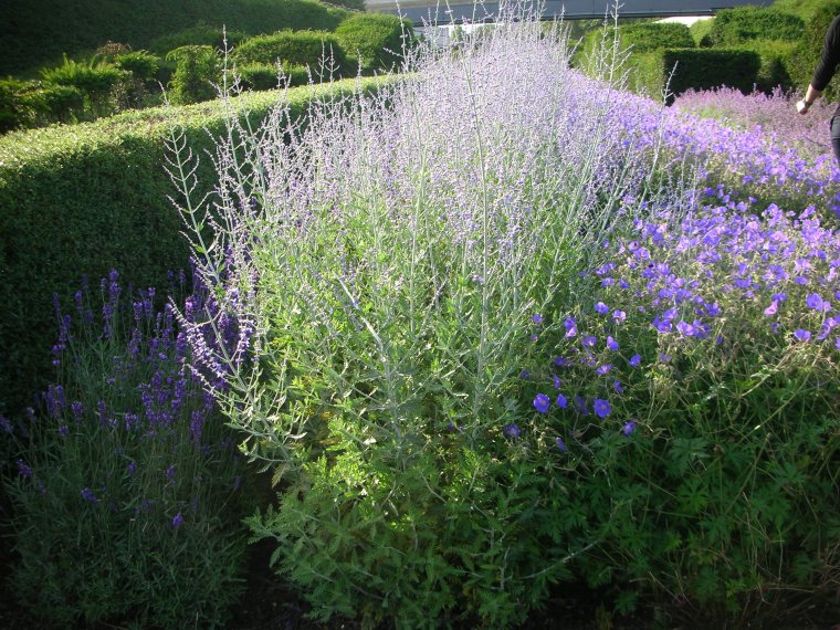 Современный сад злаки и хвойные