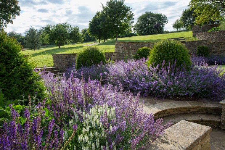 Лаванда котовник шалфей клумбы