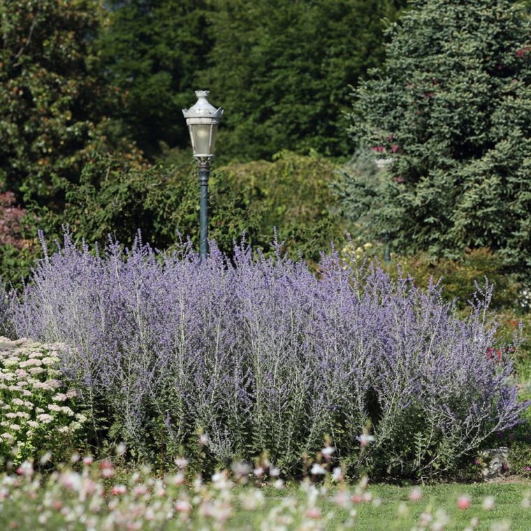 Мирикария в миксбордере