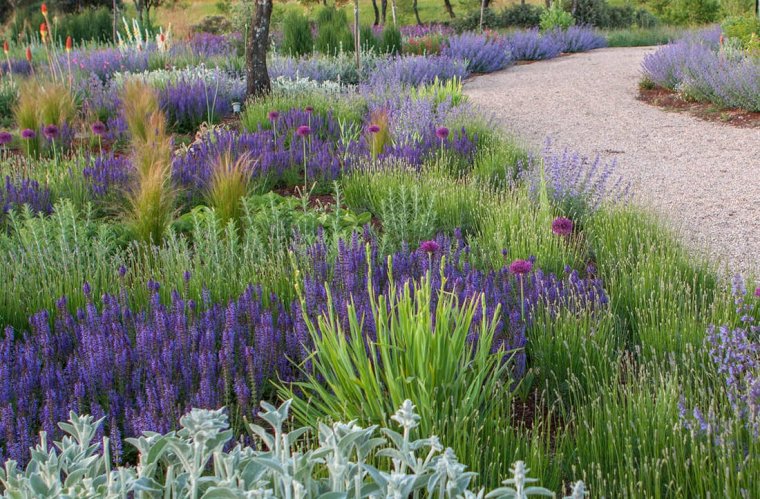 Перовския лебедолистная Литтл Спайр