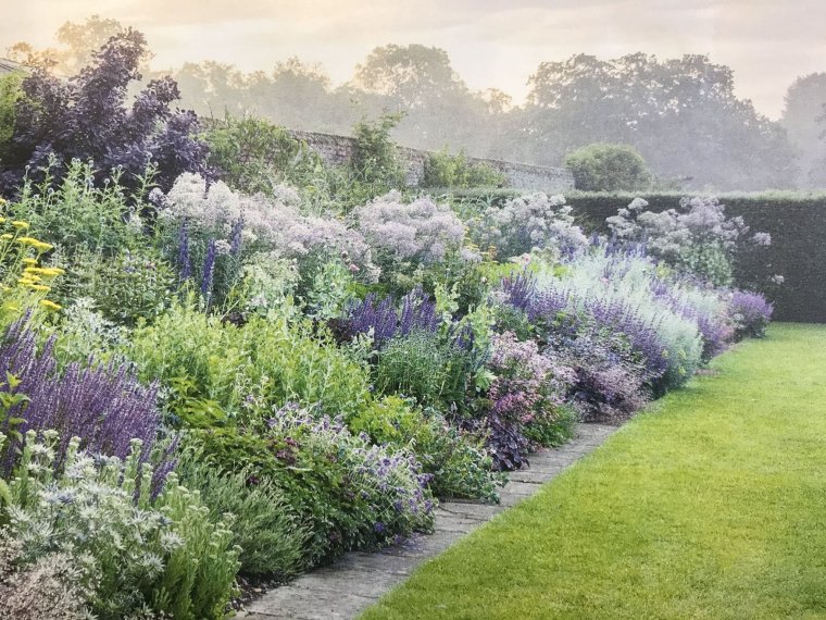 Котовник Фассена на клумбе