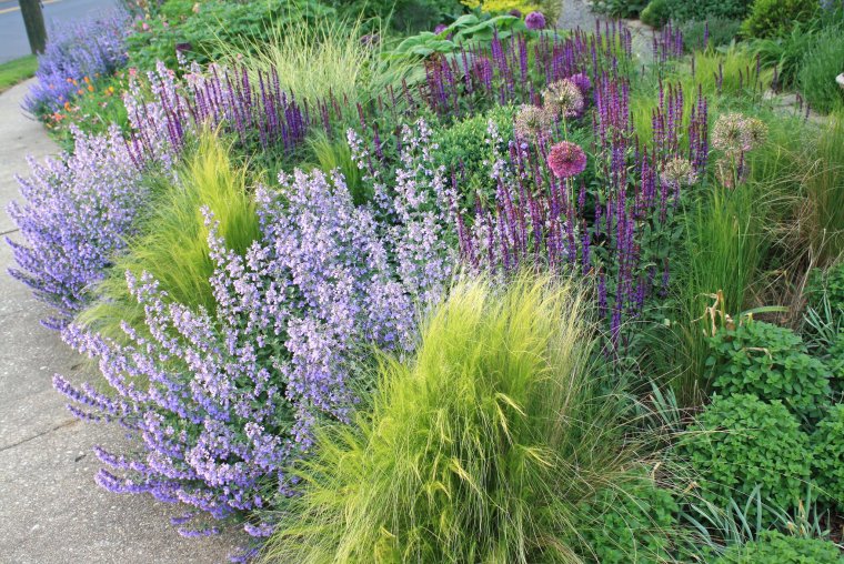 Перовския лебедолистная little Spire