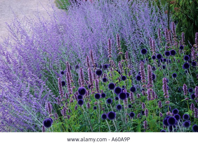 Розмарин кустарника ландшафте