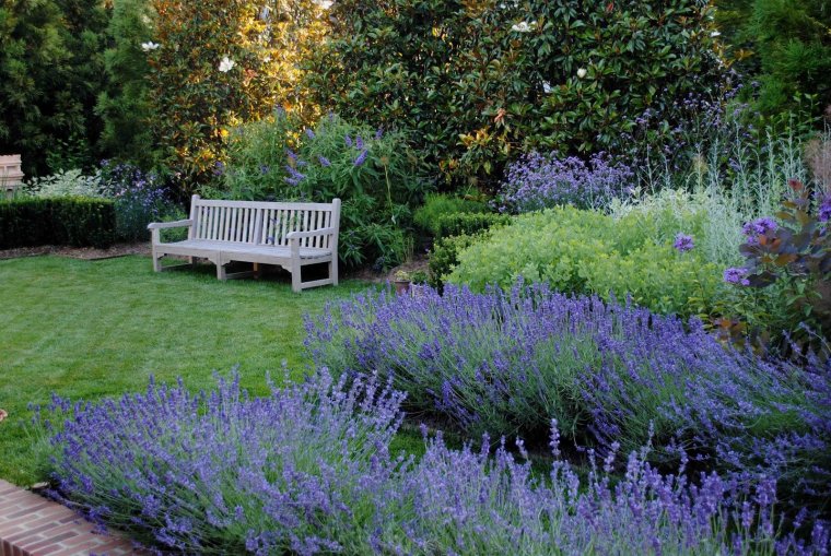 Гортензия Лаймлайт самшит