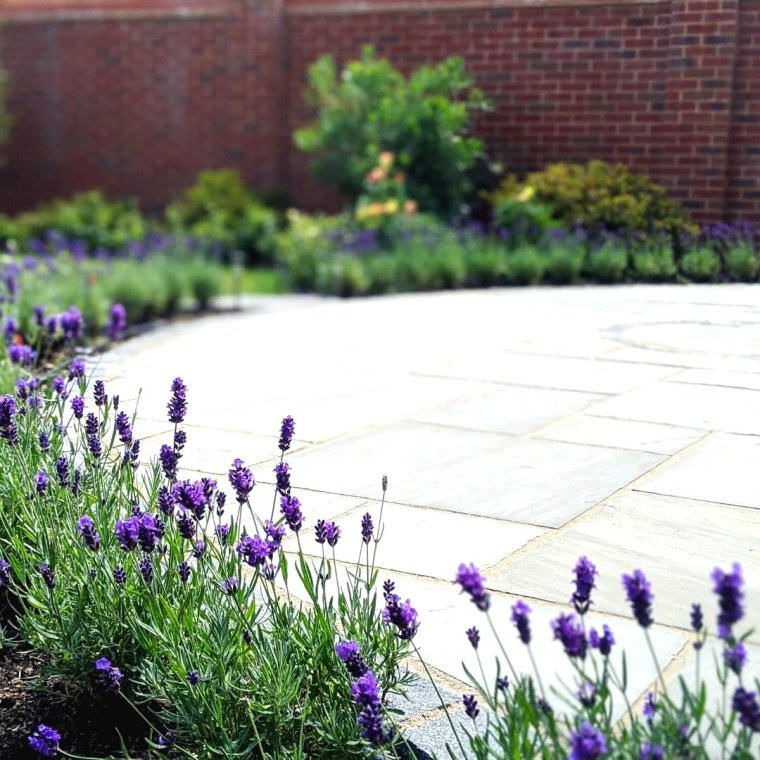 Котовник и Лаванда