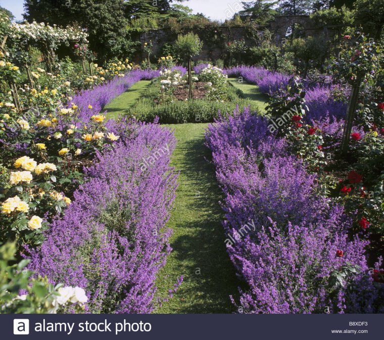Миксбордер с самшитом и лавандой