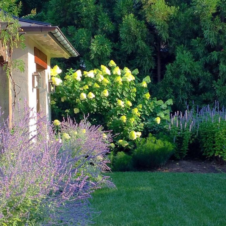 Иссоп на клумбе