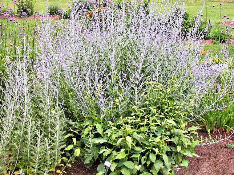 Шалфей Дубравный на клумбе