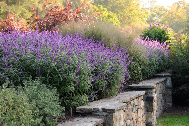 Кореопсис с шалфеем