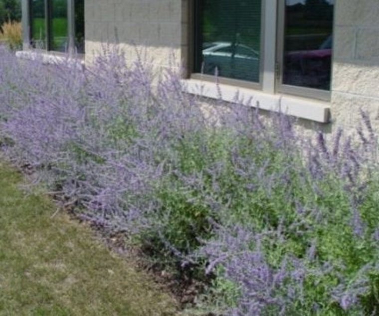 Перовския Perovskia atriplicifolia "Rocketman"