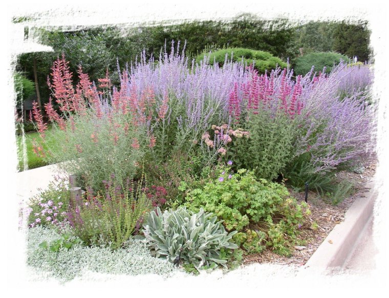 Котовник Фассена и гортензия