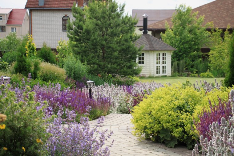 Перовския лебедолистная Блю Спайр