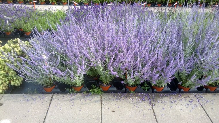 Перовския atriplicifolia