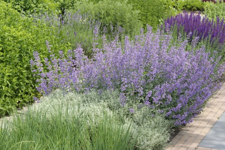 Миксбордер шалфей