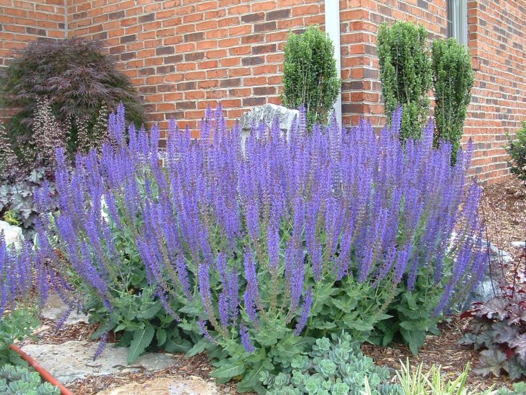 Вейник и шалфей