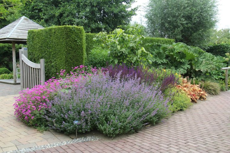 Самшит клумба Лаванда