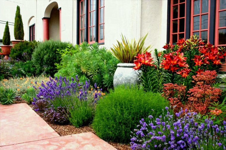 Перовския сорт Crazy Blue