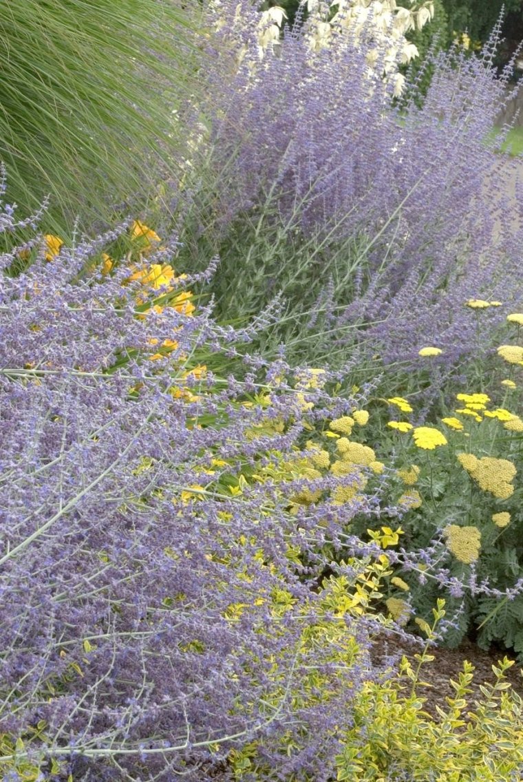 Перовския лебедолистная Perovskia atriplicifolia 'little Spire'