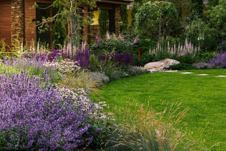 Котовник Фассена 'Kit Cat'