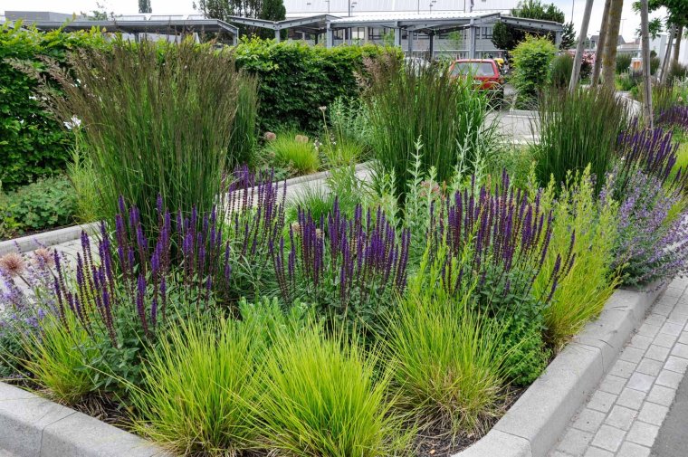 Котовник Фассена на клумбе