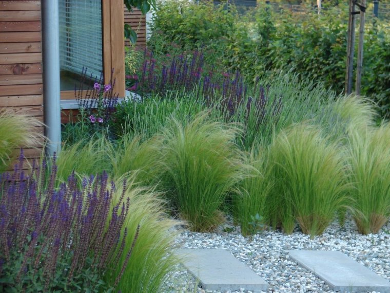 Миксбордер шалфей