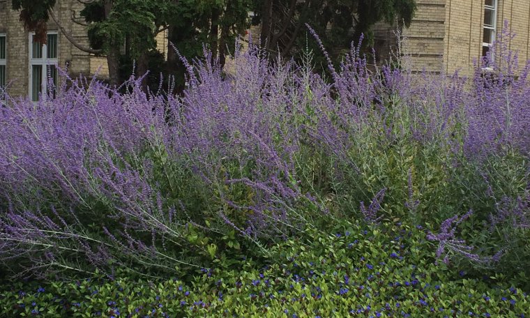 Миксбордер Хайди Клум