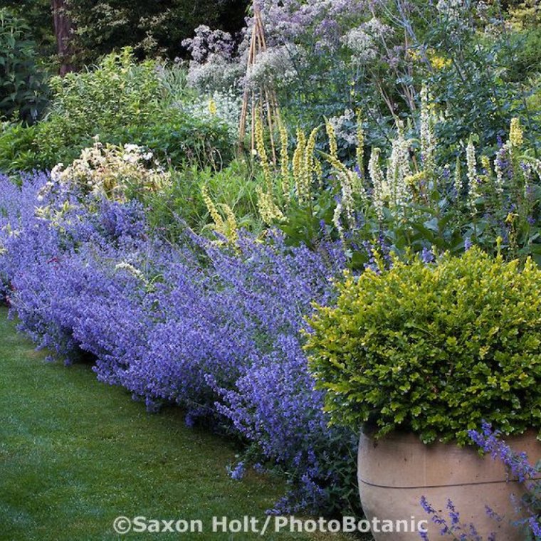 Лаванда узколистная куст