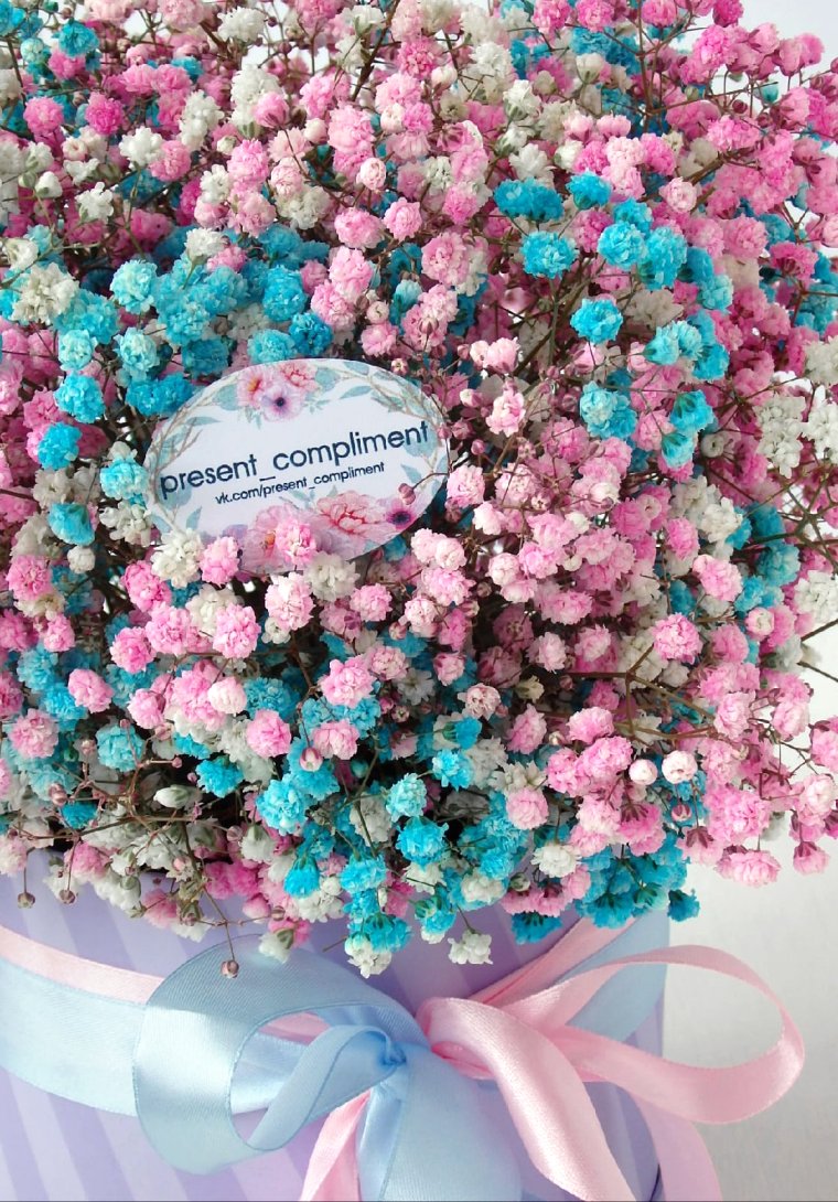 Гипсофила голубая и розовая