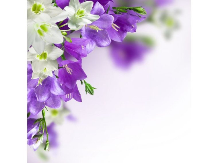 Желто синие цветы