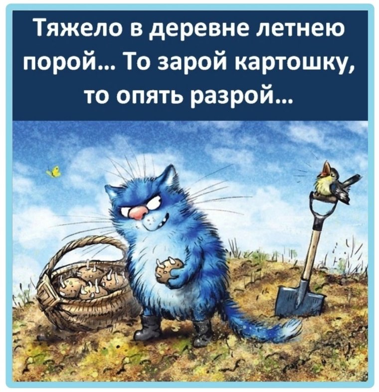 Синий кот Ирины Зенюк