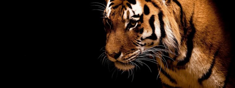 Красные розы