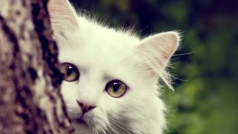 Шапка ВК цветы