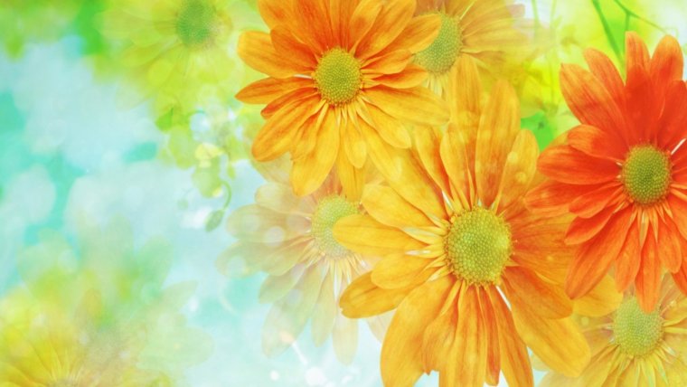 Красота и здоровье баннер