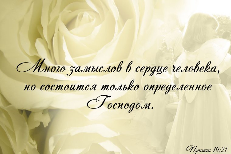 Роза Вайт Найт