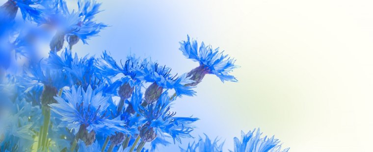 Васильки на белом фоне