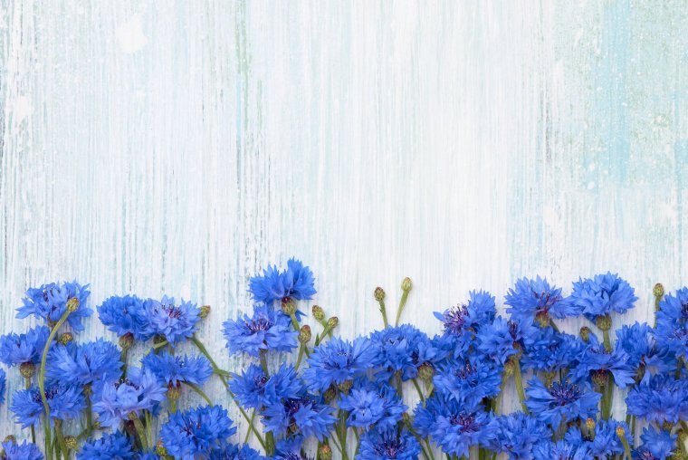 Фон с васильками
