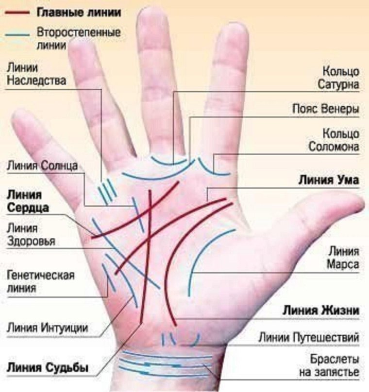 Где находится линия жизни на ладони на какой руке