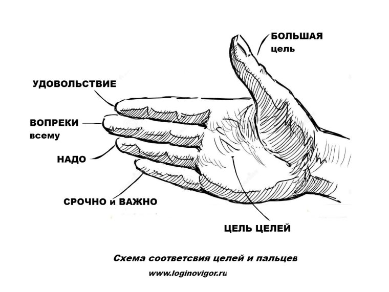 Части ладони