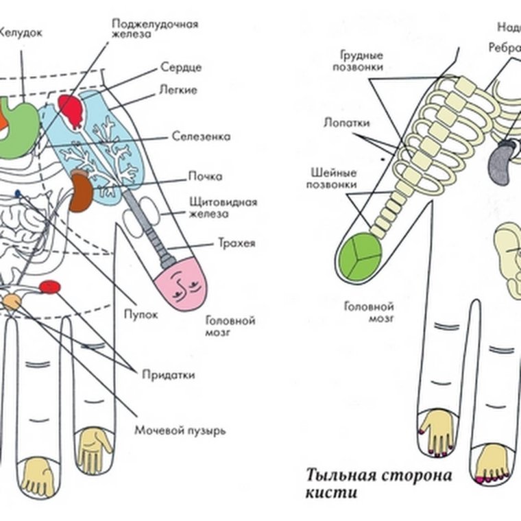 Су Джок тыльная сторона ладони