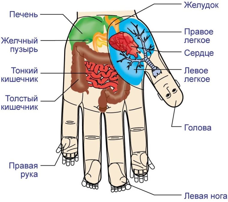 Су Джок проекция легких на ладони