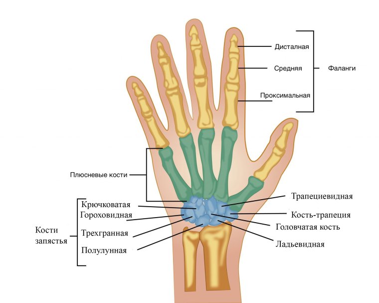 Строение руки кости запястья