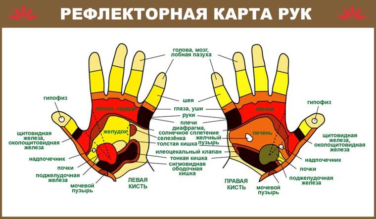 Рефлекторные зоны кистей