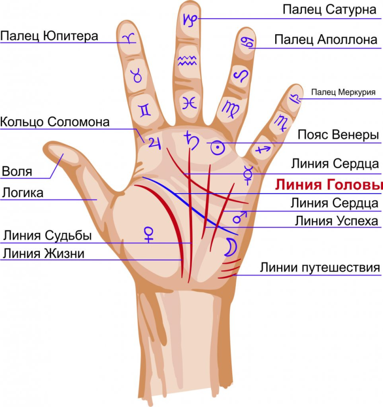 Хиромантия что означают линии на ладони